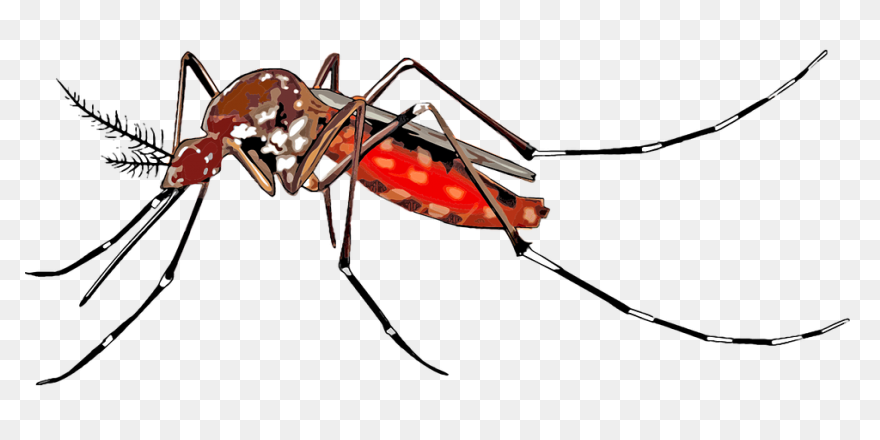 File:mosquito Gender En.PNG-WebP - 