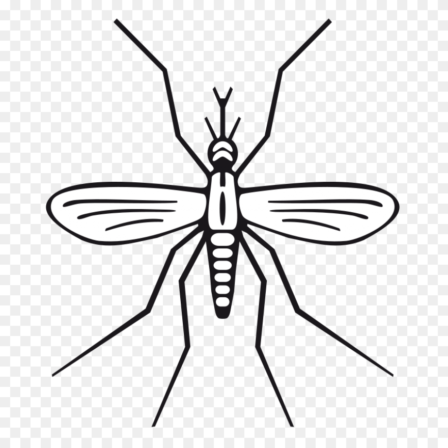 File:mosquito Gender En.PNG-WebP - 