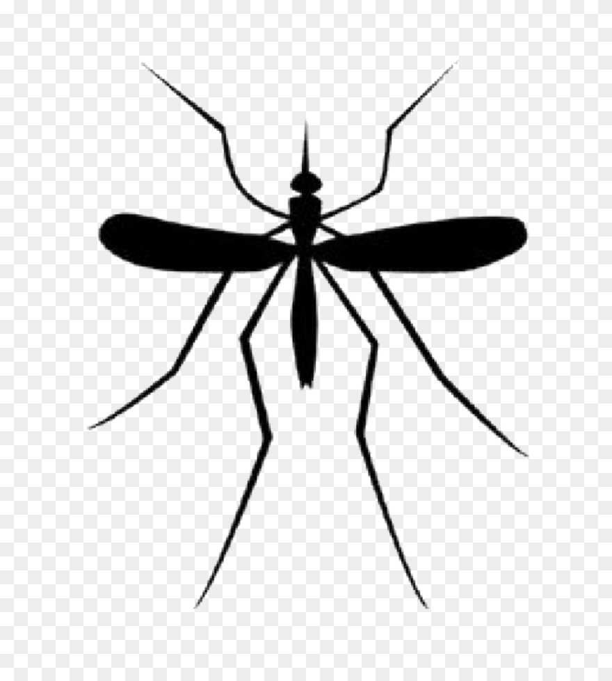 File:mosquito Gender En.PNG-WebP - 