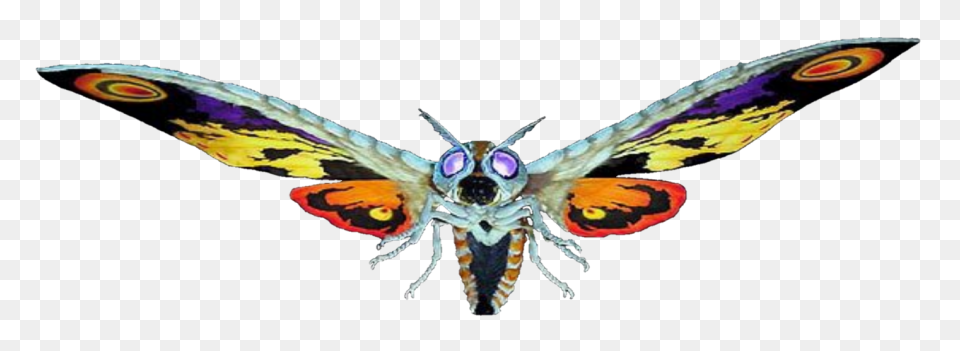 Picture - Mothra Clip Art - Png Dow