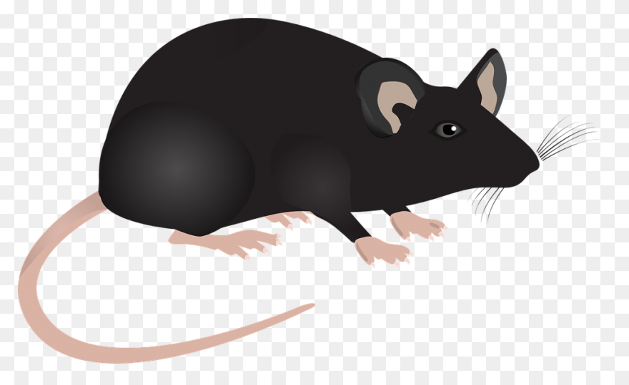 Mouse Animal Chibi - Free Image On 