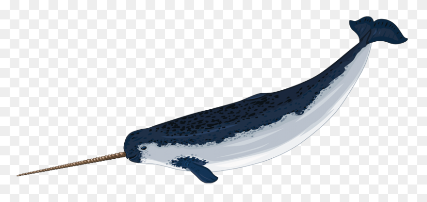 Large Narwhal Silhouette Vector Ima