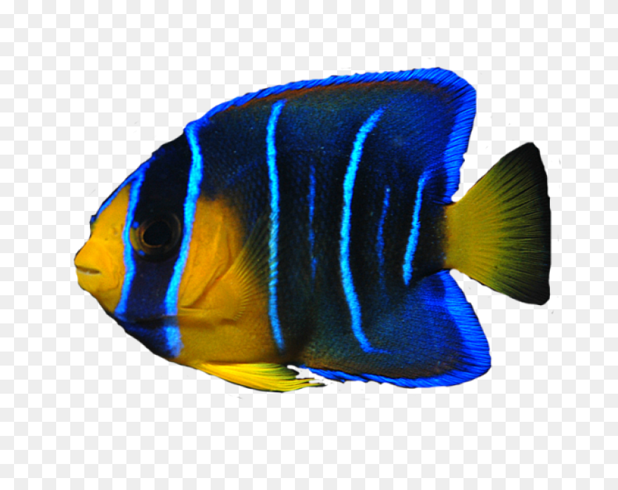 Fish Clipart | Fish Clipart, Tropic