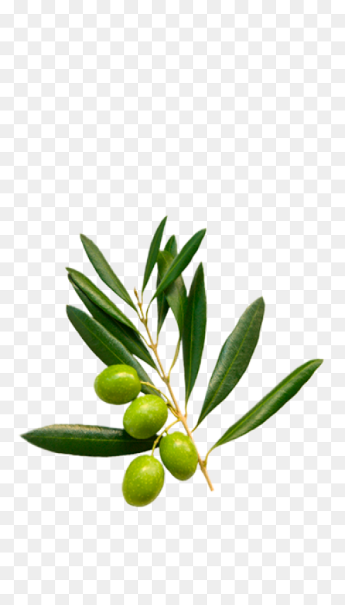 How Is Olive Oil Made? - ClipartFla