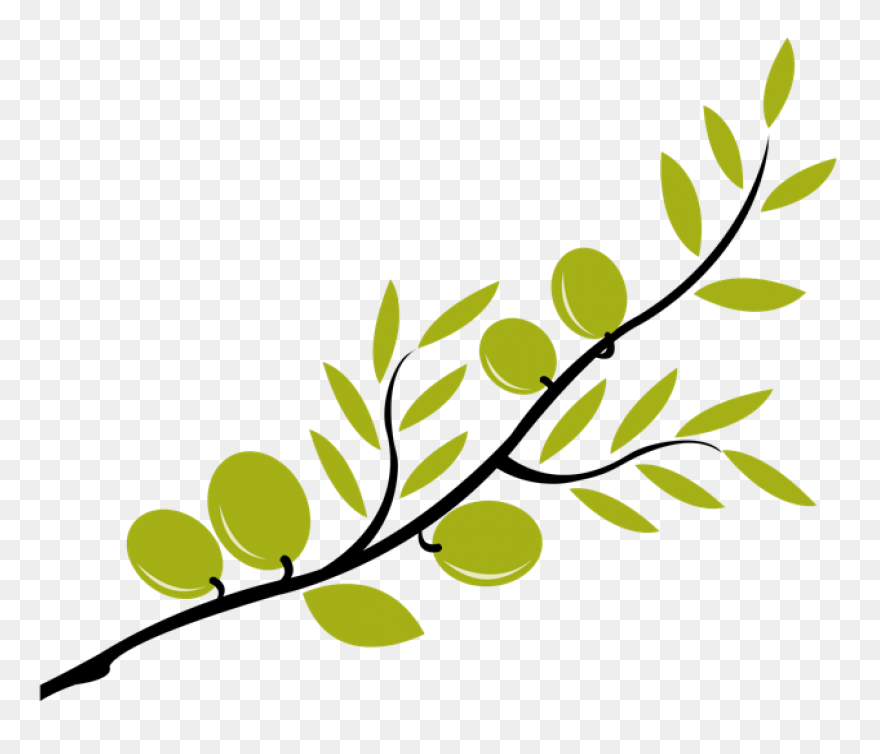 How Is Olive Oil Made? - ClipartFla