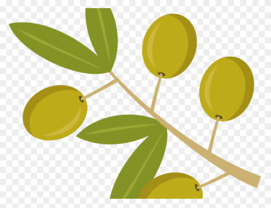 How Is Olive Oil Made? - ClipartFla