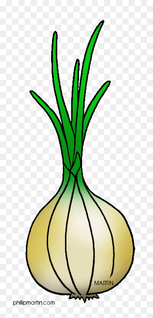 Onion 20Clipart ClipartFlare Free C