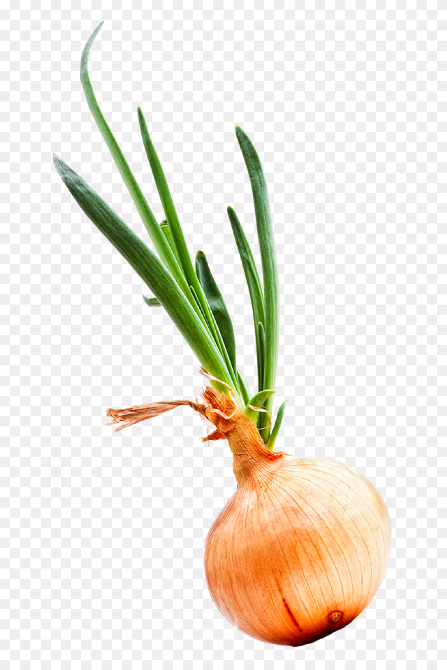 Onion 20Clipart ClipartFlare Free C