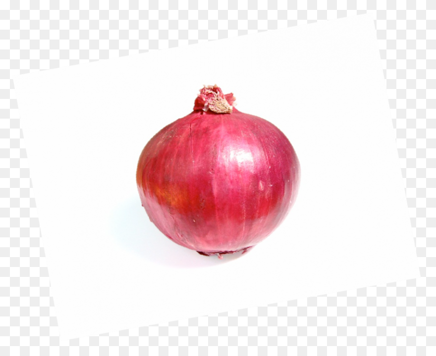 Onion 20Clipart ClipartFlare Free C