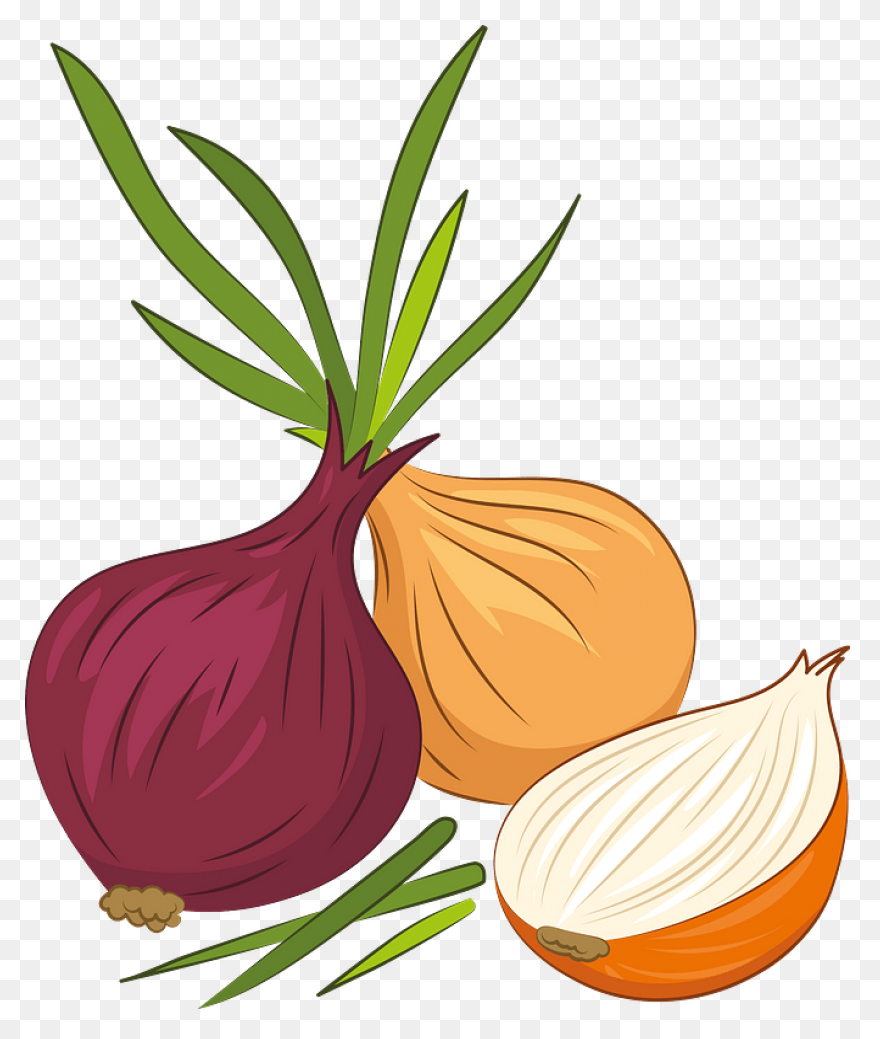 Onion 20Clipart ClipartFlare Free C