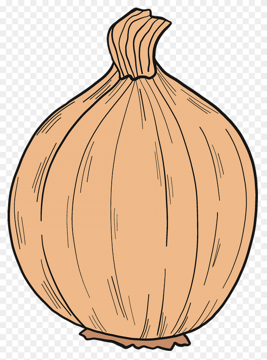 Onion 20Clipart Free Clipart Images - Onion