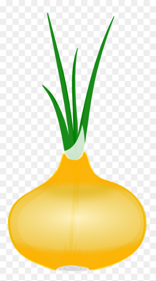 Onion 20Clipart ClipartFlare Free C