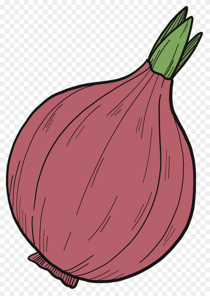 Onion 20Clipart ClipartFlare Free C