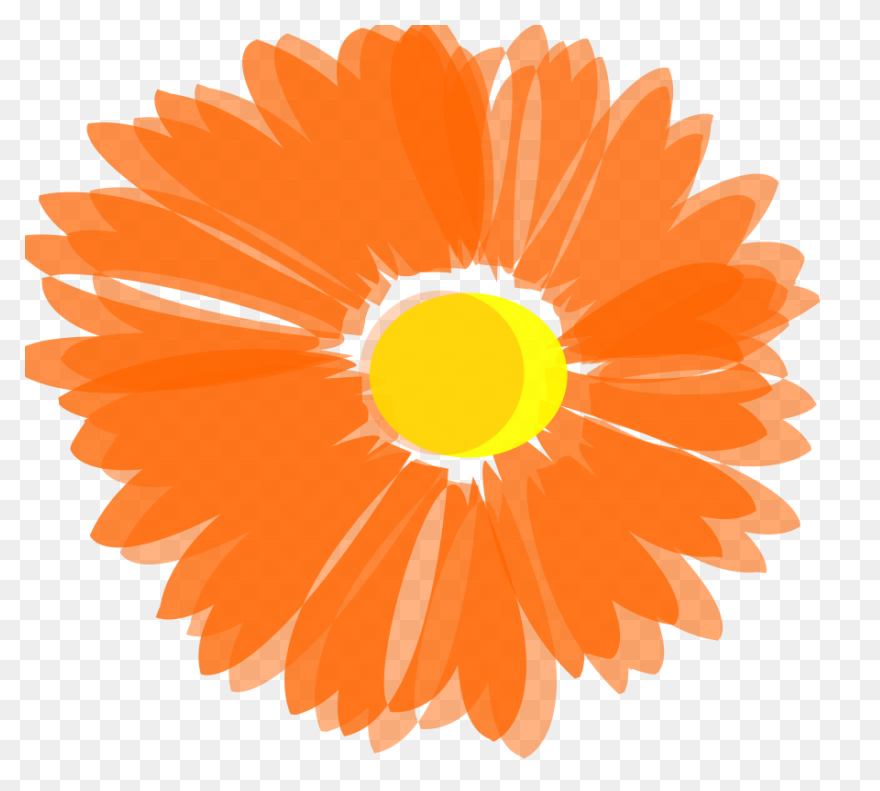 Free Orange Flowers Png Download - Orange Flower