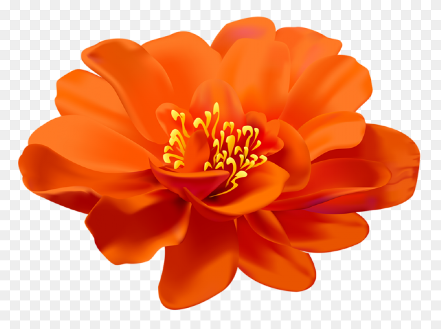 Free Orange Flowers Png, Download F