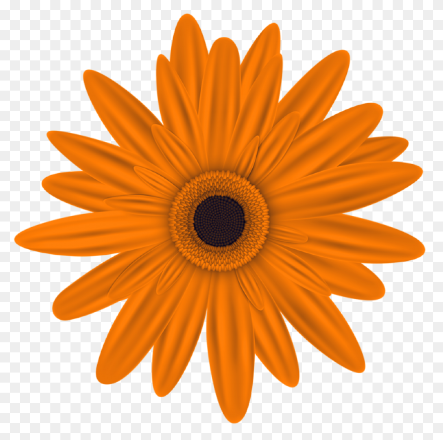 Free Orange Flowers Png, Download F