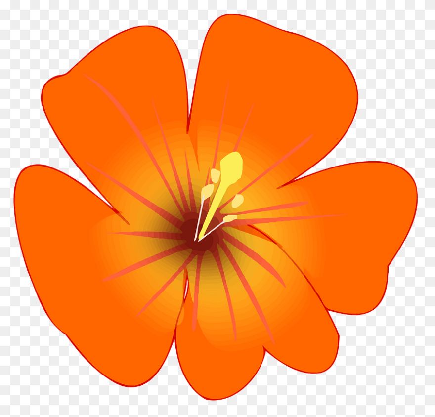 Free Orange Flowers Png, Download F
