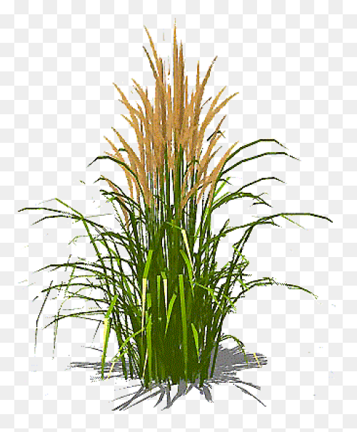 Download Hd Free Ornamental Grass P