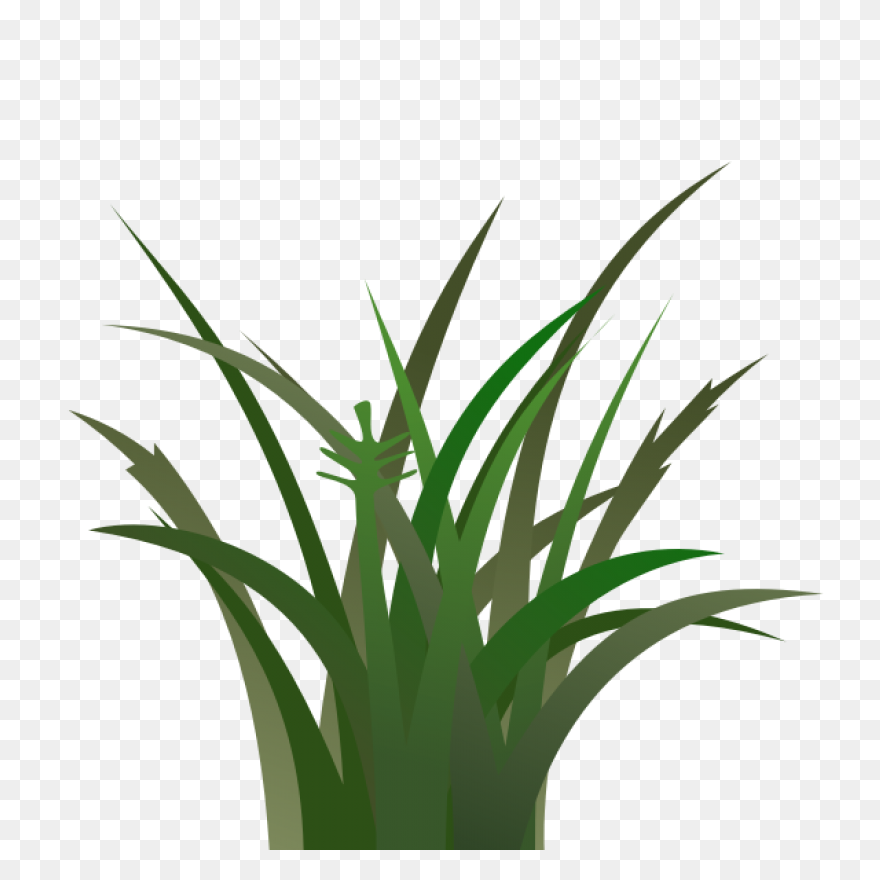 Download Hd Free Ornamental Grass P