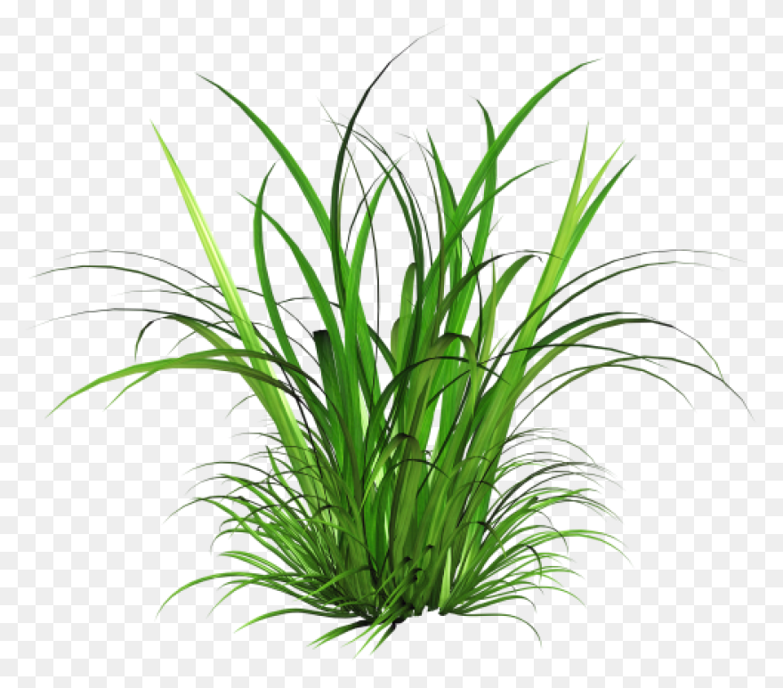 Download Hd Free Ornamental Grass - Ornamental Grass