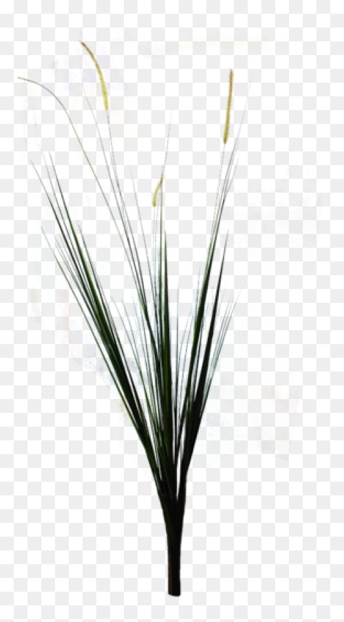 Download Hd Free Ornamental Grass P