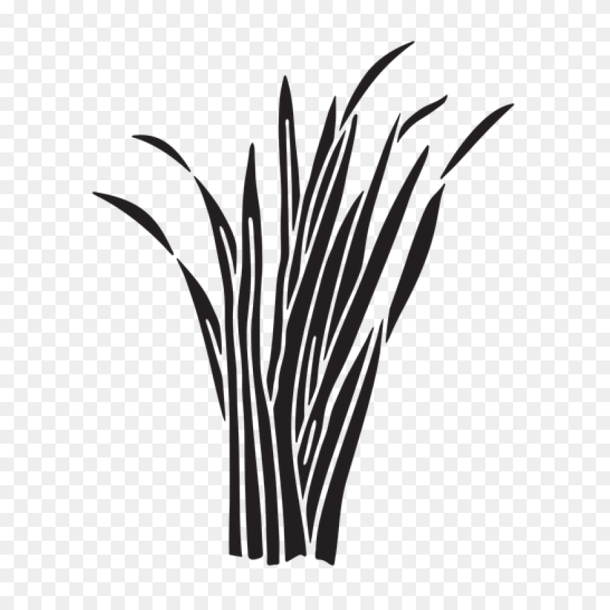 Download Hd Free Ornamental Grass P