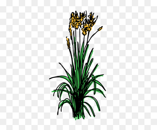 Download Hd Free Ornamental Grass P