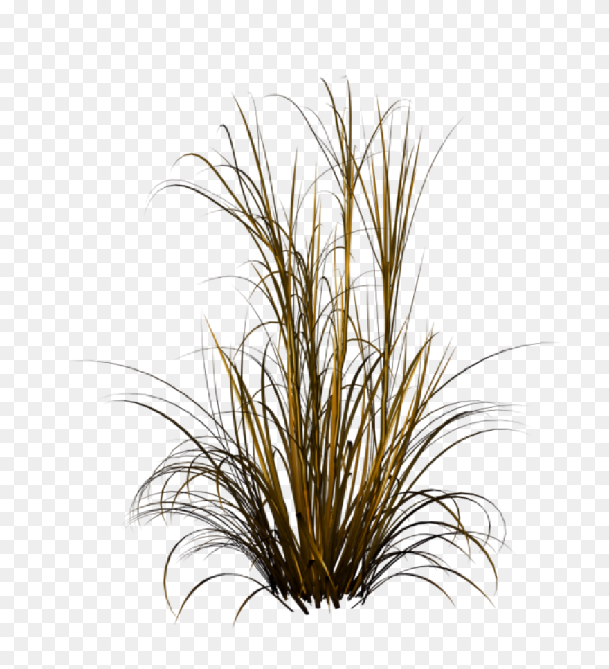 Download Hd Free Ornamental Grass P