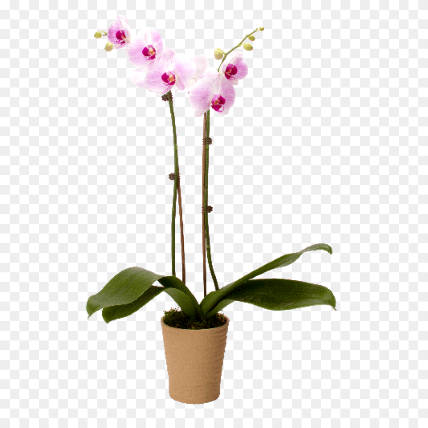 Cymbidium Clipart At Com Vector - Orchid