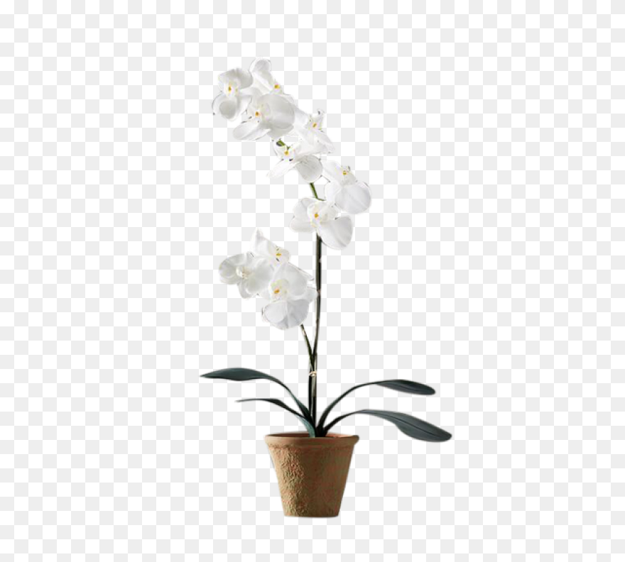 Cymbidium Clip Art At ClipartFlare 