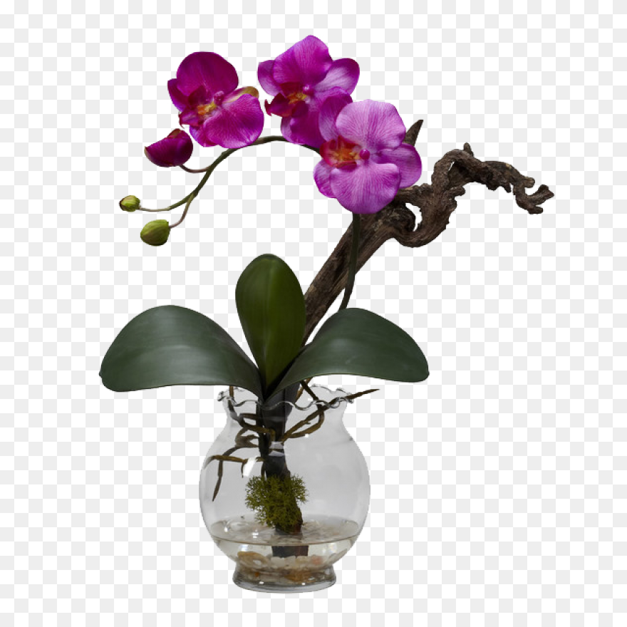 Cymbidium Clip Art At ClipartFlare 