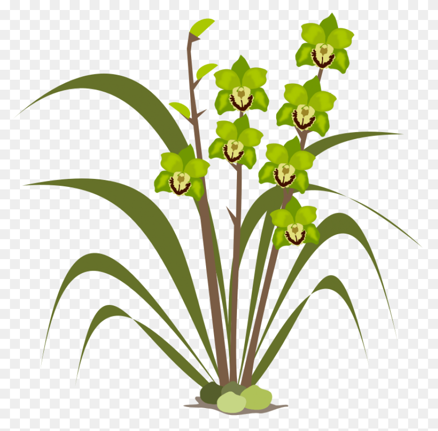 Free Columbian Orchid Cliparts Download - Orchid