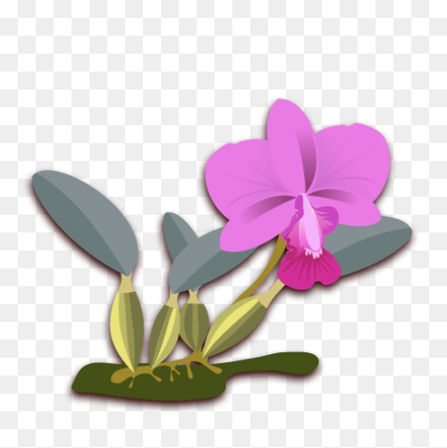 Cymbidium Clip Art At ClipartFlare 