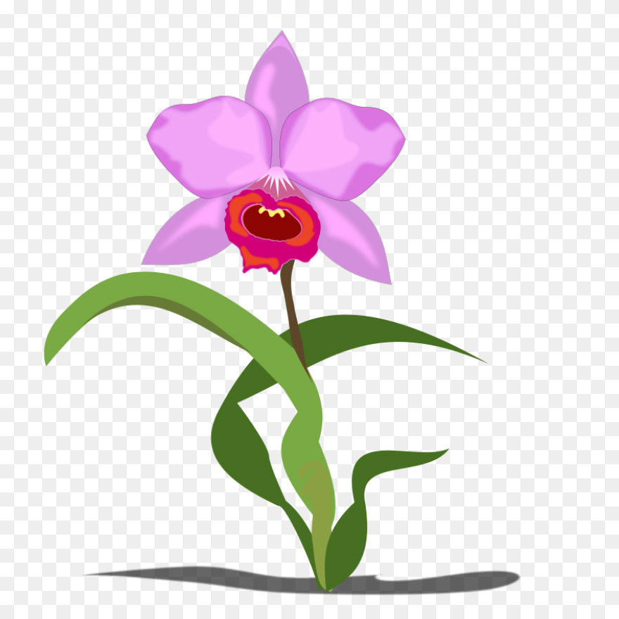 Cymbidium Clip Art At ClipartFlare 