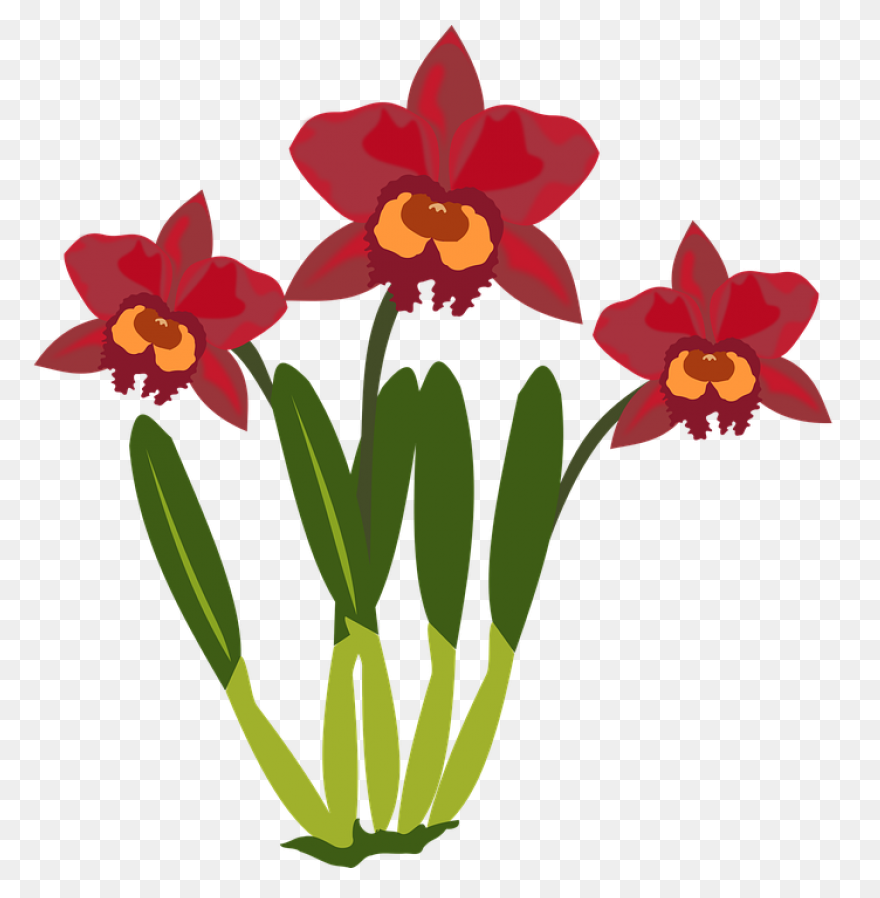 Cymbidium Clip Art At ClipartFlare 
