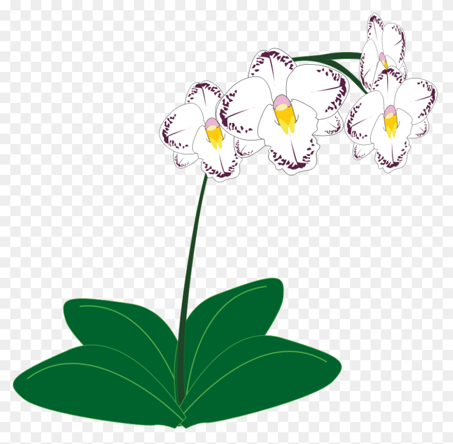 Cymbidium Clip Art At ClipartFlare 