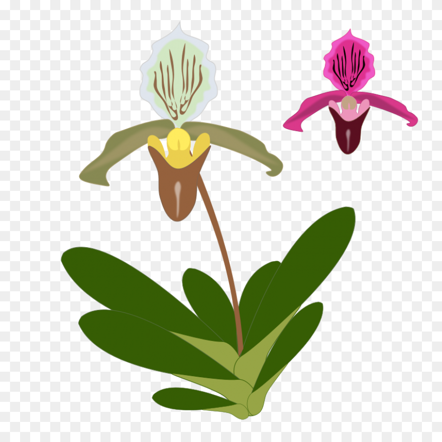Cymbidium Clip Art At ClipartFlare 