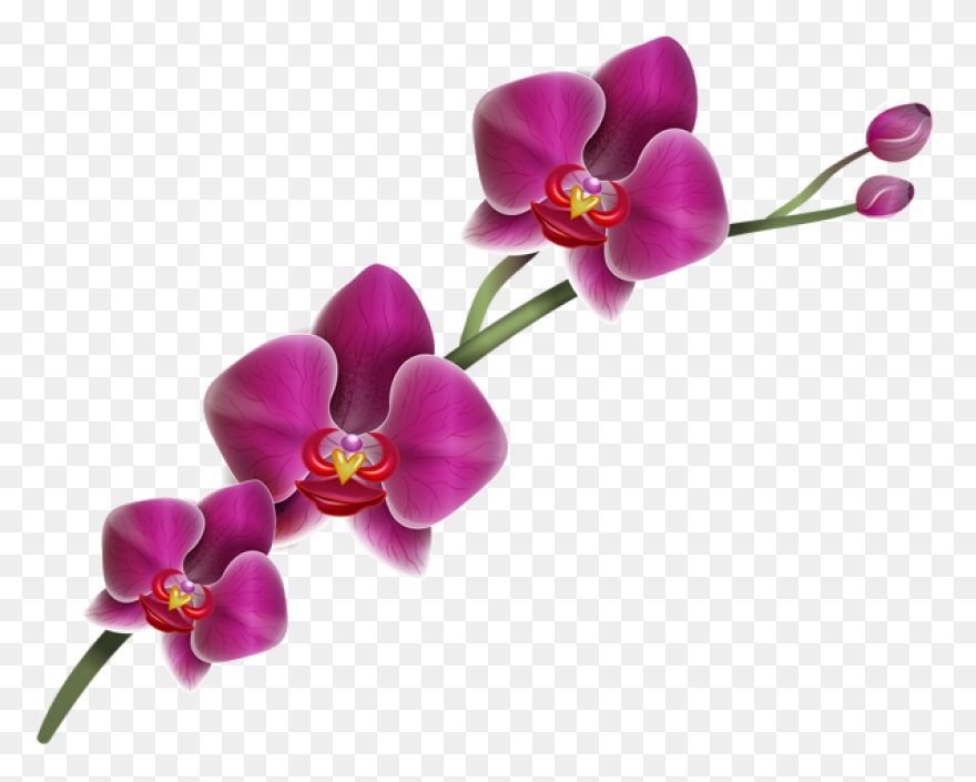 Cymbidium Clip Art At ClipartFlare 