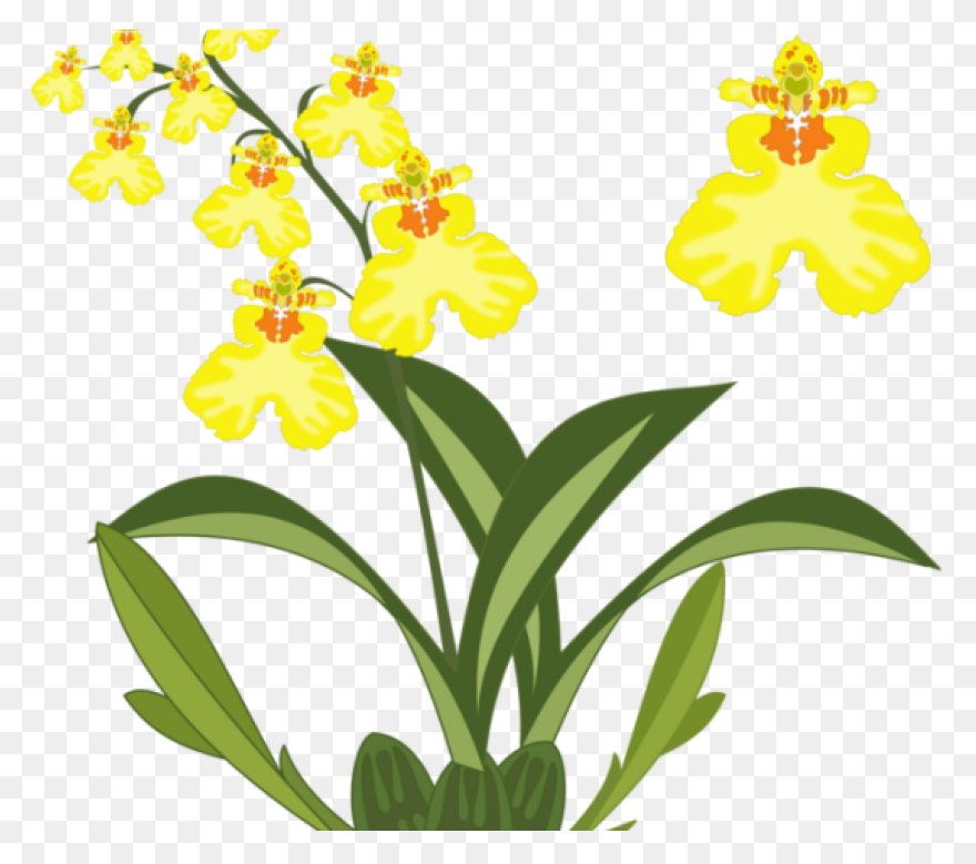 Cymbidium Clip Art At ClipartFlare 