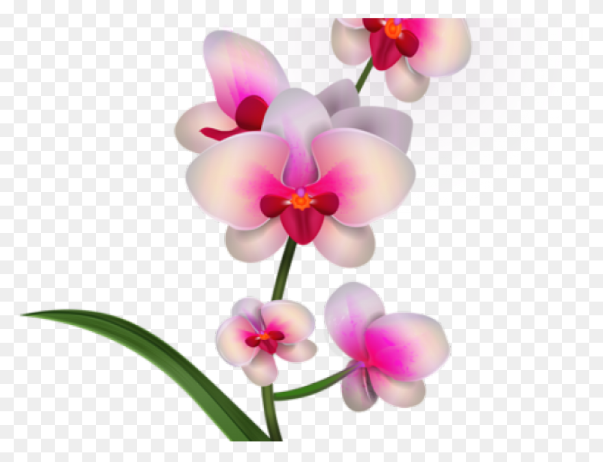 Cymbidium Clip Art At ClipartFlare 