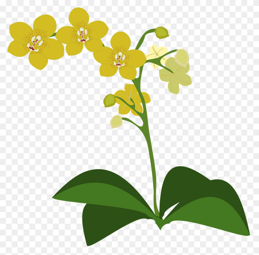 Cymbidium Clip Art At ClipartFlare 