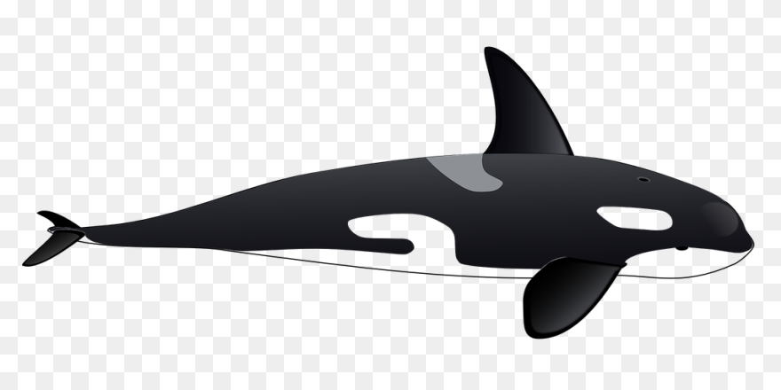Orca Clipart - Killer Whale - Png D