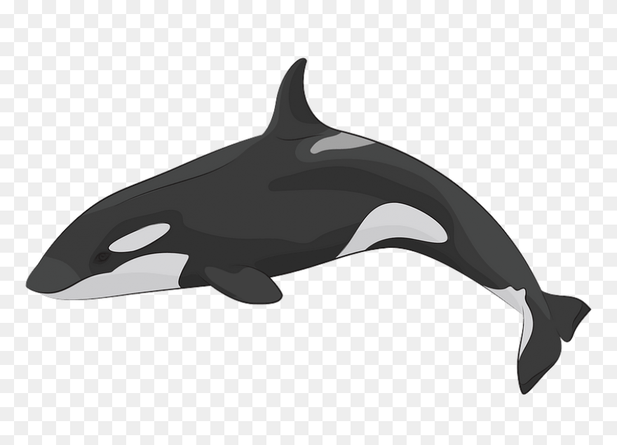 Orca Clipart - Killer Whale - Png D