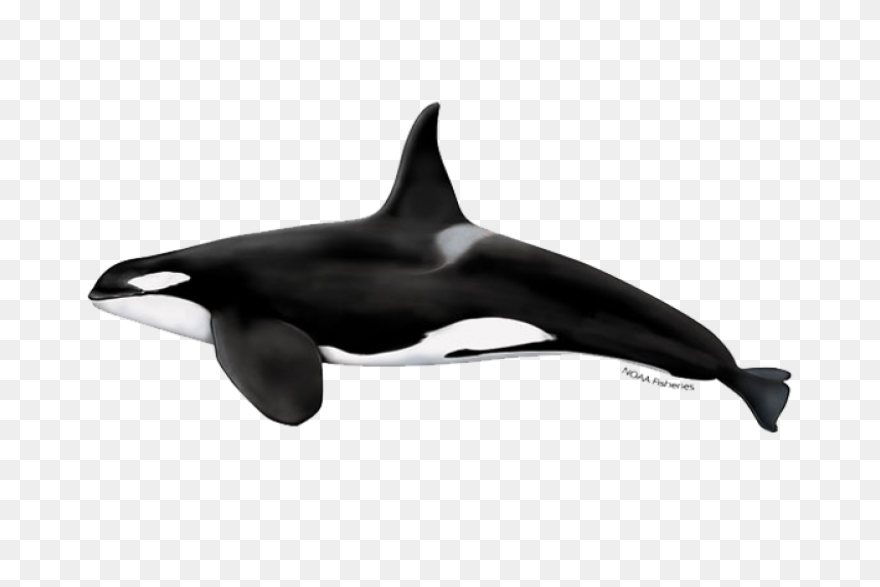Orca Clipart - Killer Whale - Png D