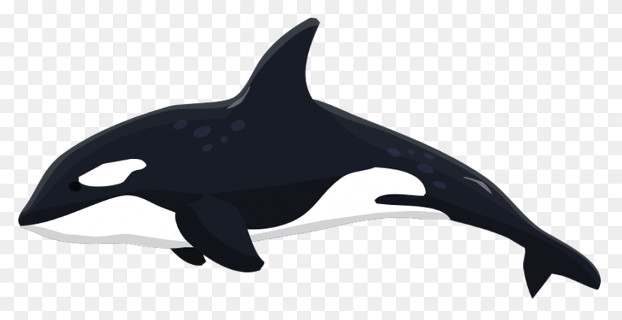 Orca Clipart - Killer Whale - Png D