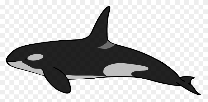 Orca Clipart Killer Whale Png - Orca