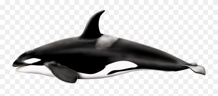Orca Clipart - Killer Whale - Png D