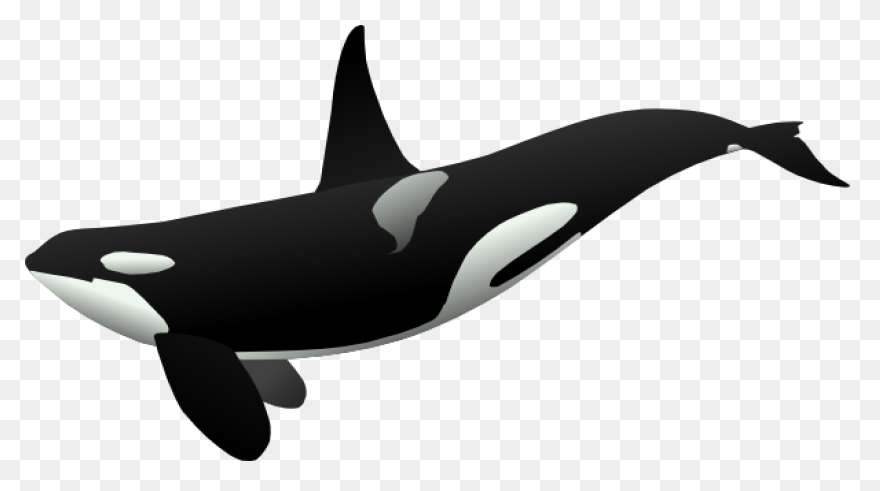 Orca Clipart - Killer Whale - Png D
