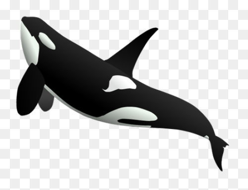 Orca Clipart - Killer Whale - Png D