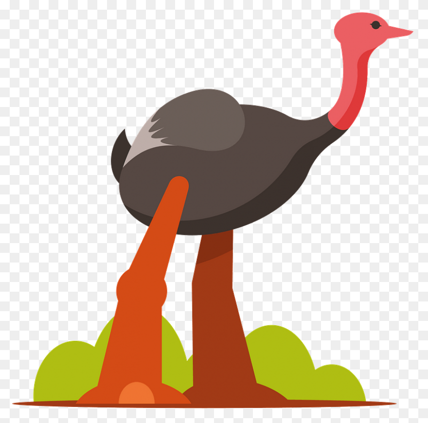 Avestruz, Beak Animal, Bird, Flight